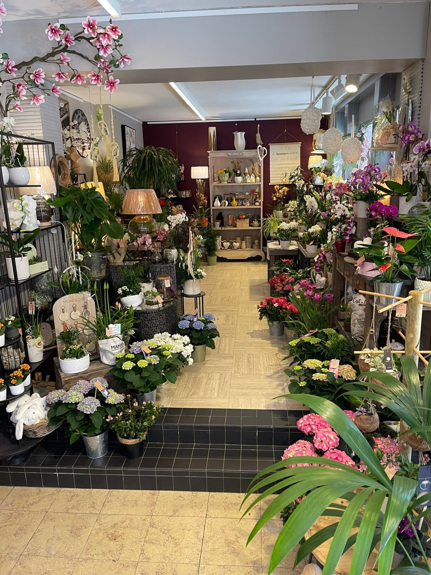 Vue intérieure du magasin : orchidées, hortensias et plantes fleuries en pot.
